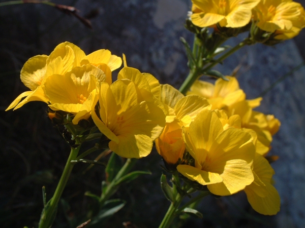 Linum capitatum / Lino capitato